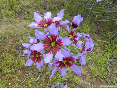 Leucocoryne purpurea