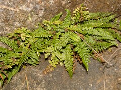 Asplenium foreziense