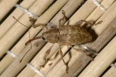 Curculio elephas