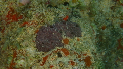Chelonaplysilla noevus