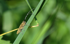 Agapanthia villosoviridescens