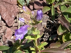 Penstemon ellipticus