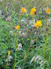 Sonchus arvensis