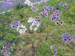 Leucocoryne purpurea