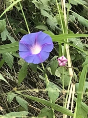 Ipomoea
