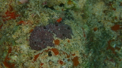 Chelonaplysilla noevus