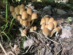 Coprinellus