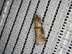 Conobathra tricolorella