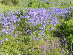 Leucocoryne purpurea