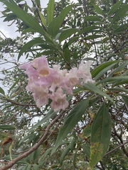 Bignoniaceae