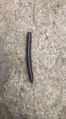 Narceus americanus