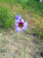 Leucocoryne purpurea