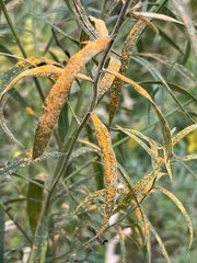 Coleosporium