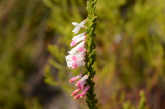 Erica colorans
