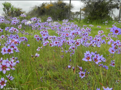 Leucocoryne purpurea