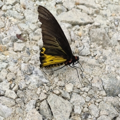 Troides aeacus