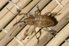 Curculio elephas