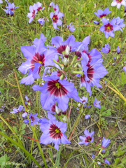 Leucocoryne purpurea