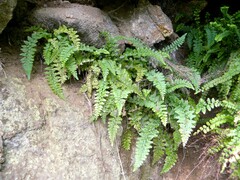 Asplenium foreziense