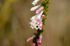 Erica colorans