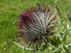 Cirsium morisianum