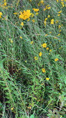Wedelia hispida