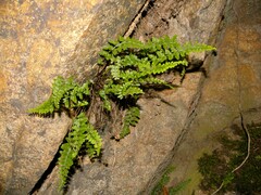 Asplenium foreziense