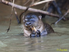 Lontra longicaudis