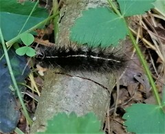Spilosoma lubricipeda