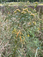 Coleosporium