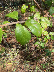 Sideroxylon lanuginosum
