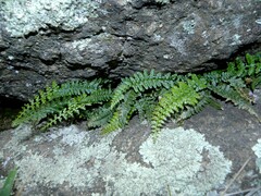 Asplenium foreziense