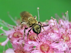 Lasioglossum pilosum