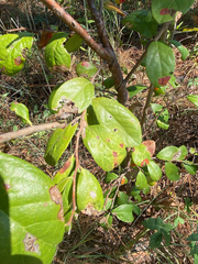 Sideroxylon lanuginosum