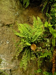 Asplenium foreziense