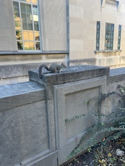 Sciurus carolinensis