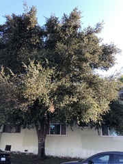 Quercus agrifolia