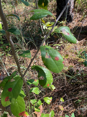 Sideroxylon lanuginosum