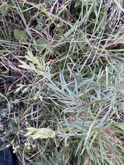 Onosma simplicissima