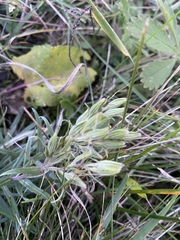 Onosma simplicissima