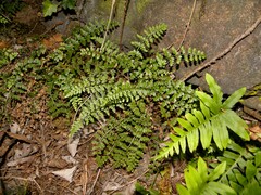 Asplenium foreziense