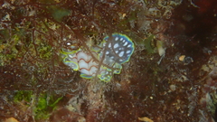Micromelo undatus