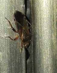 Arocatus melanocephalus