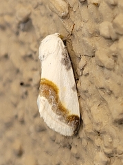 Acontia