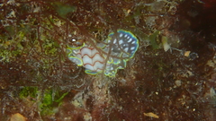 Micromelo undatus