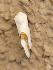 Acontia