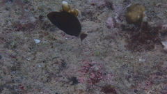 Acanthurus monroviae