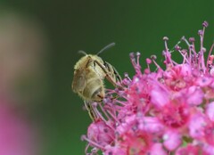 Lasioglossum pilosum