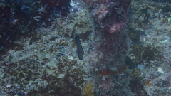 Acanthurus monroviae