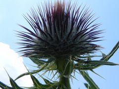Cirsium morisianum